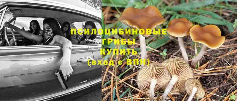 Галлюциногенные грибы Psilocybine cubensis  купить  цена  Печора 